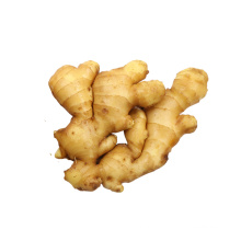 Agriculture new crop Chinese fresh ginger price